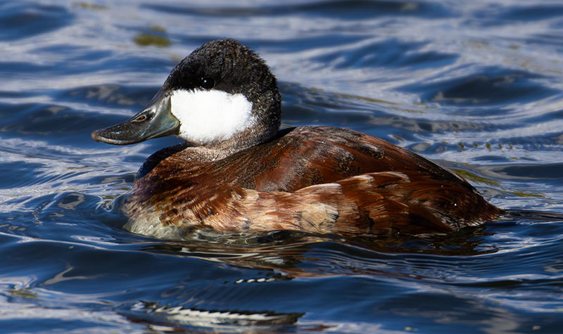 Ruddy Ducks Oxyura jamaicensis
