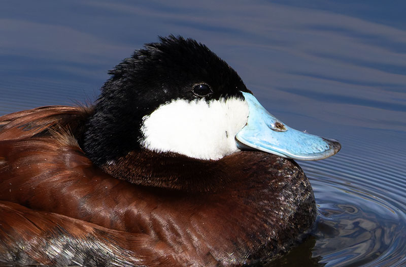 Ruddy Ducks Oxyura jamaicensis