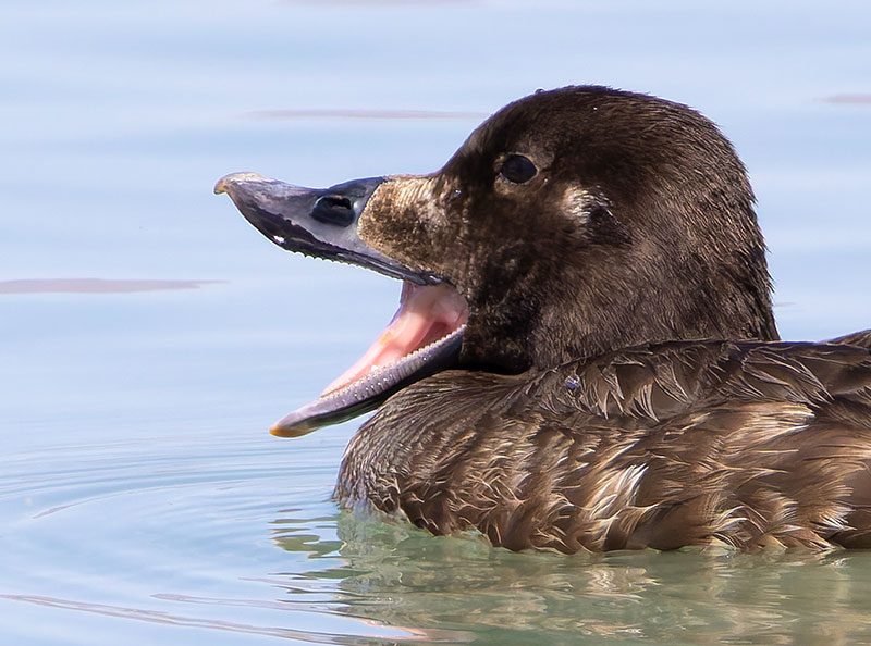 White-winged Scoter Melanitta deglandi
