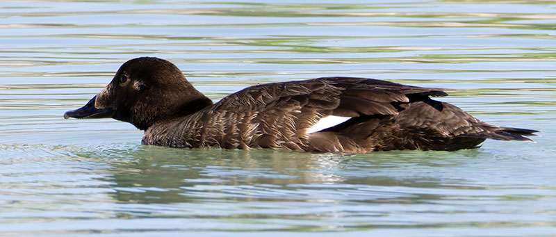 White-winged Scoter Melanitta deglandi