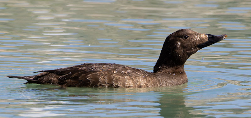 White-winged Scoter Melanitta deglandi