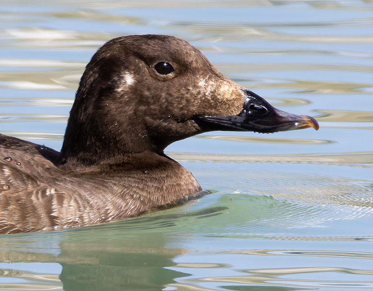 White-winged Scoter Melanitta deglandi