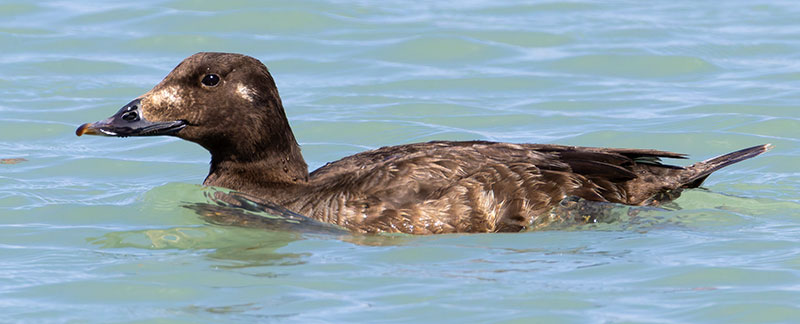 White-winged Scoter Melanitta deglandi