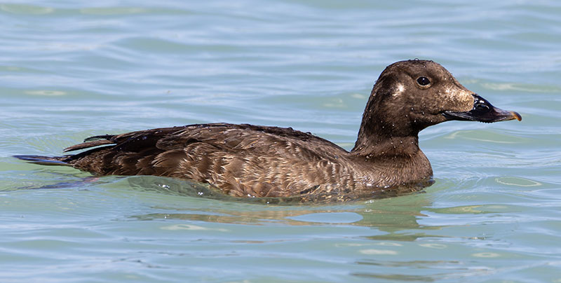 White-winged Scoter Melanitta deglandi