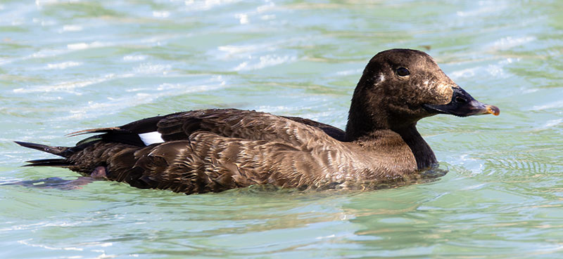 White-winged Scoter Melanitta deglandi