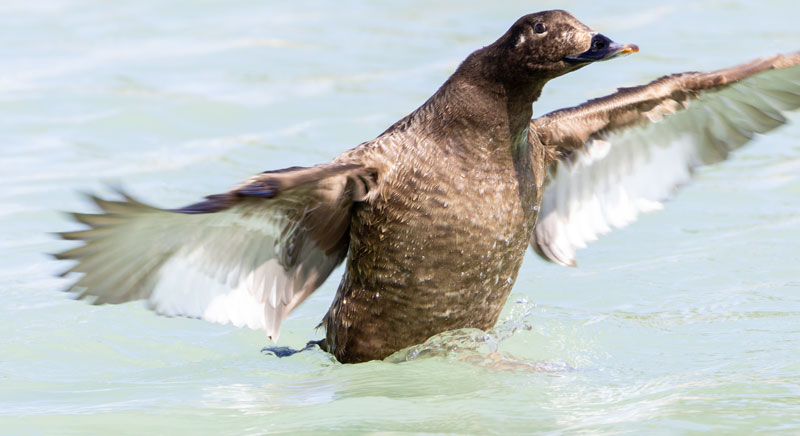 White-winged Scoter Melanitta deglandi