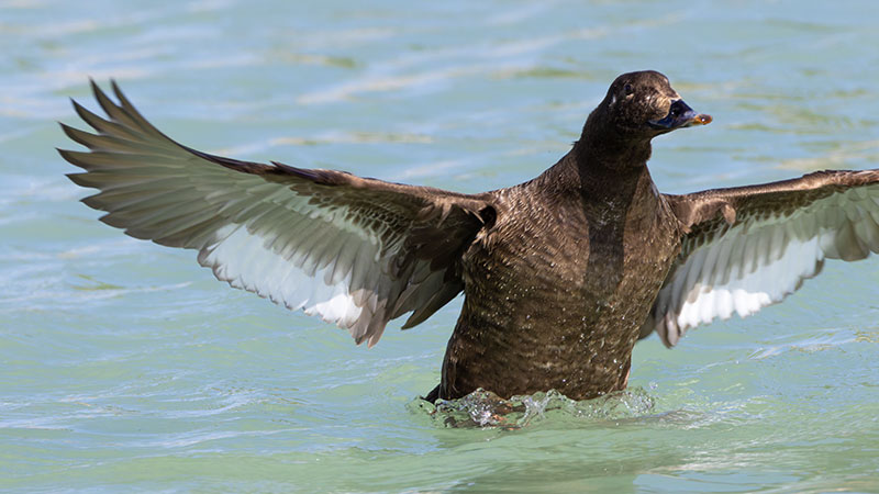 White-winged Scoter Melanitta deglandi