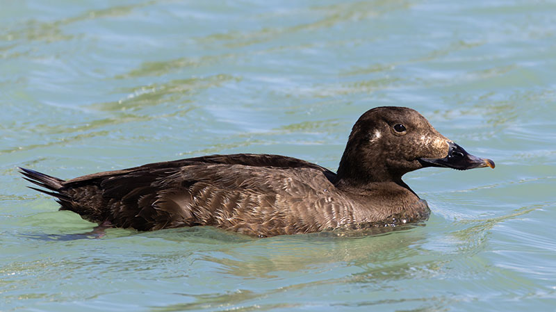 White-winged Scoter Melanitta deglandi