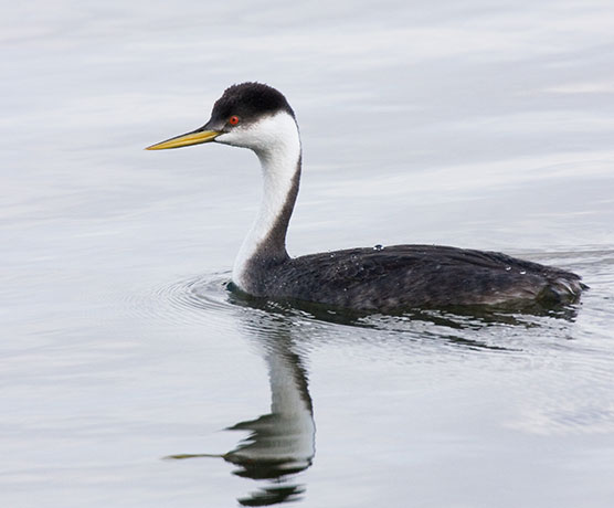 Western Grebe Aechmophorus occidentalis