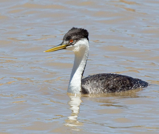 Western Grebe Aechmophorus occidentalis