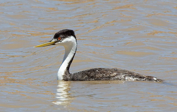 Western Grebe Aechmophorus occidentalis