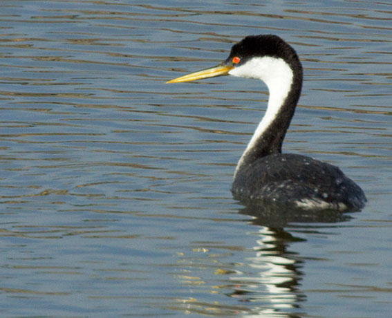 Western Grebe Aechmophorus occidentalis
