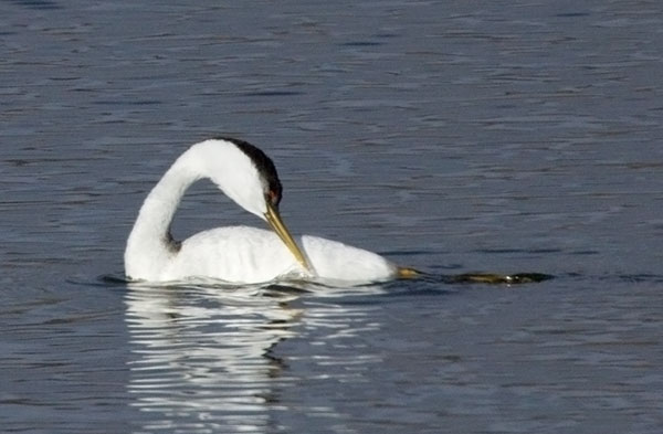 Western Grebe Aechmophorus occidentalis
