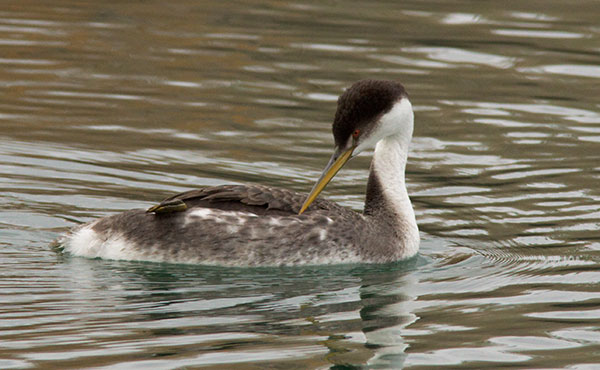 Western Grebe Aechmophorus occidentalis