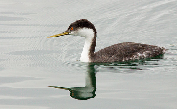 Western Grebe Aechmophorus occidentalis