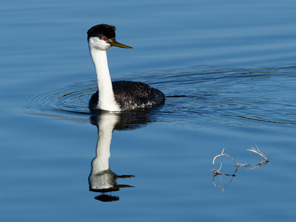 Western Grebe Aechmophorus occidentalis