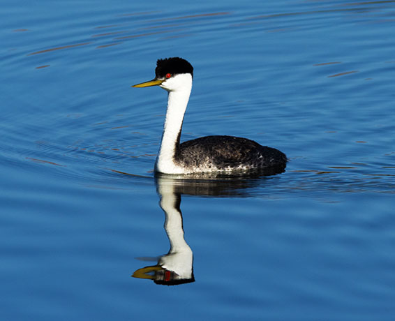 Western Grebe Aechmophorus occidentalis
