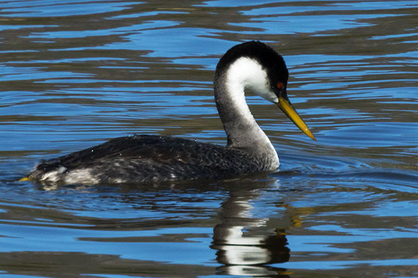 Western Grebe Aechmophorus occidentalis