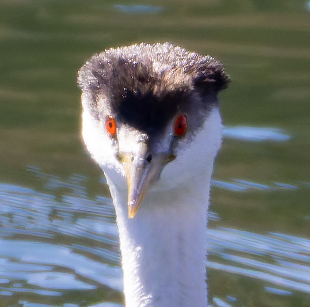 Western Grebe Aechmophorus occidentalis