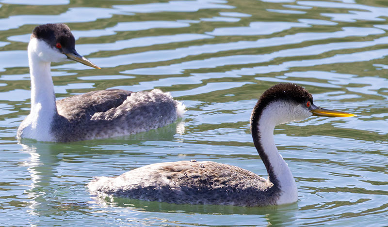 Western Grebe Aechmophorus occidentalis
