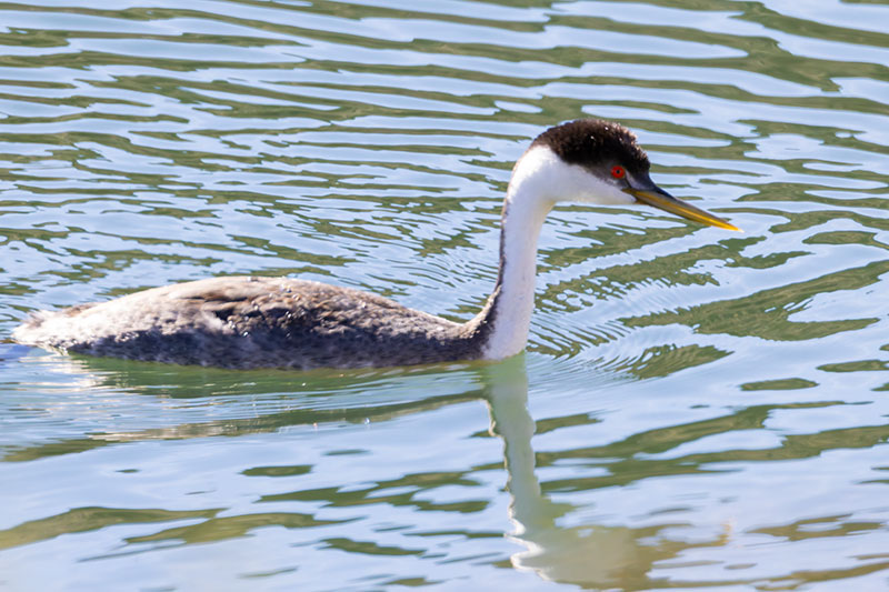Western Grebe Aechmophorus occidentalis