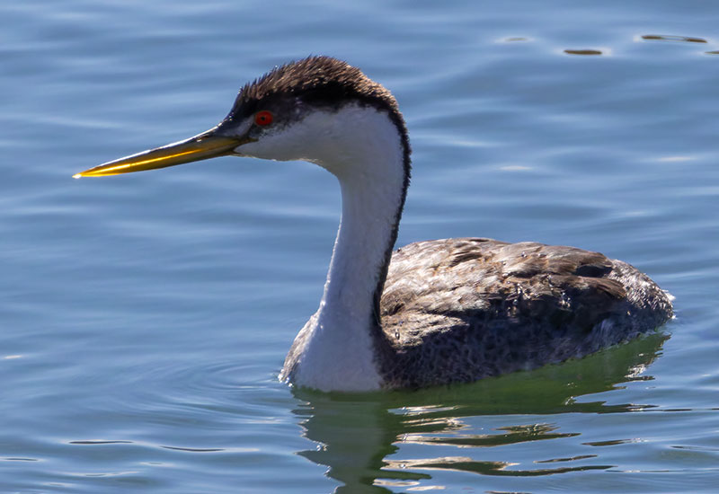 Western Grebe Aechmophorus occidentalis