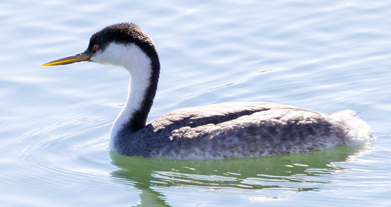 Western Grebe Aechmophorus occidentalis