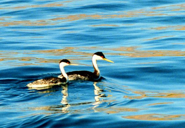 Western Grebe Aechmophorus occidentalis