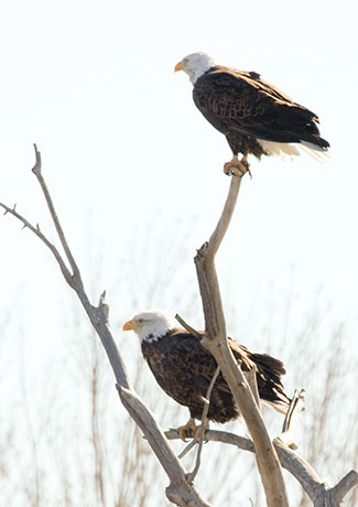 Bald Eagle Haliaeetus leucocephalus