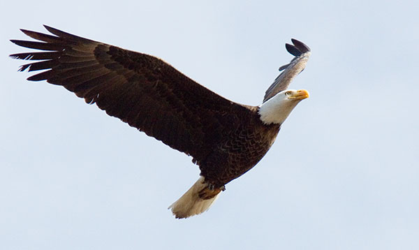 Bald Eagle Haliaeetus leucocephalus