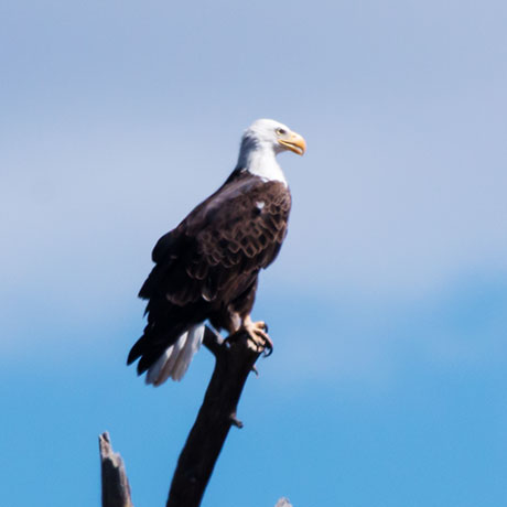 Bald Eagle Haliaeetus leucocephalus