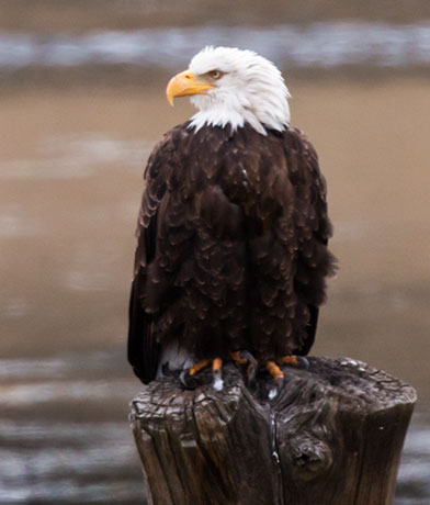 Bald Eagle Haliaeetus leucocephalus