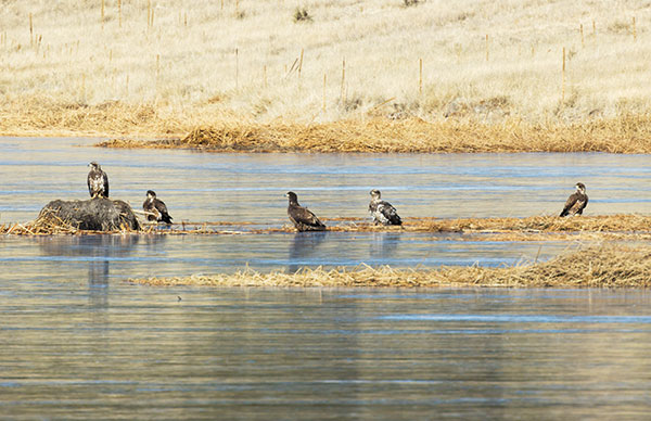 Bald Eagle Haliaeetus leucocephalus