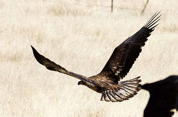 Bald Eagle Haliaeetus leucocephalus