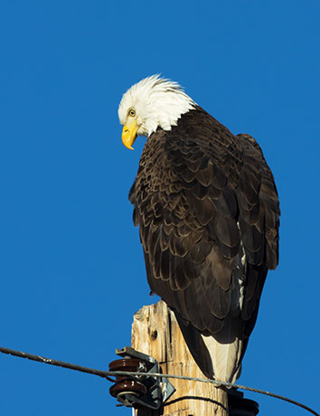 Bald Eagle Haliaeetus leucocephalus