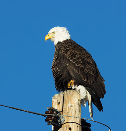 Bald Eagle Haliaeetus leucocephalus
