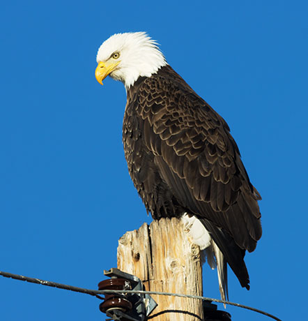 Bald Eagle Haliaeetus leucocephalus