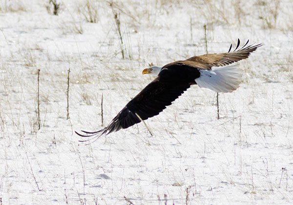 Bald Eagle Haliaeetus leucocephalus