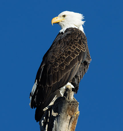 Bald Eagle Haliaeetus leucocephalus
