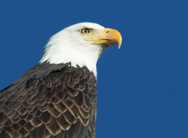 Bald Eagle Haliaeetus leucocephalus