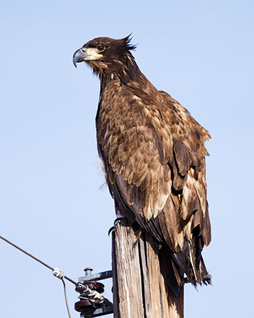 Bald Eagle Haliaeetus leucocephalus