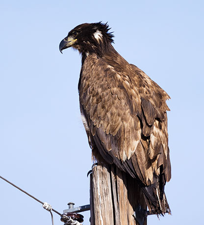 Bald Eagle Haliaeetus leucocephalus
