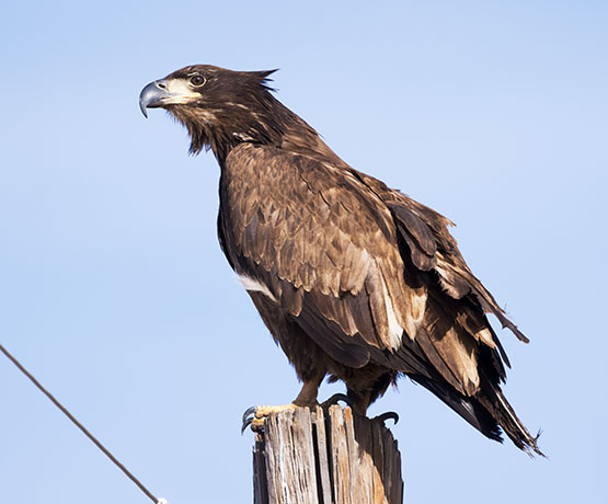 Bald Eagle Haliaeetus leucocephalus