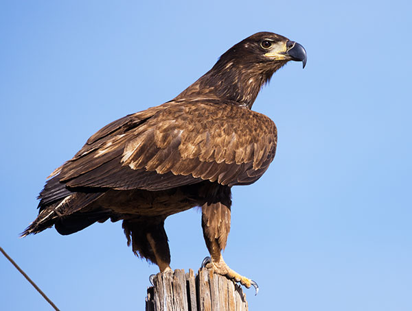 Bald Eagle Haliaeetus leucocephalus