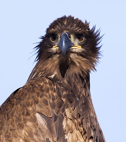 Bald Eagle Haliaeetus leucocephalus