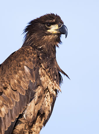 Bald Eagle Haliaeetus leucocephalus