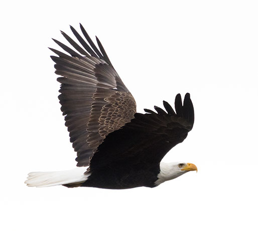 Bald Eagle Haliaeetus leucocephalus