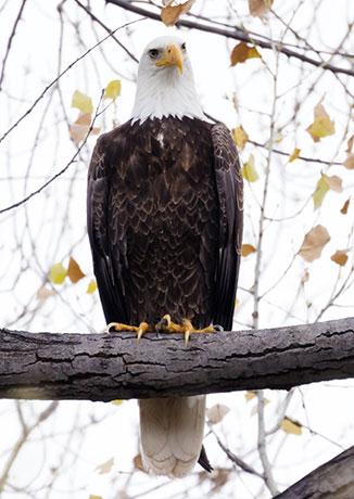 Bald Eagle Haliaeetus leucocephalus