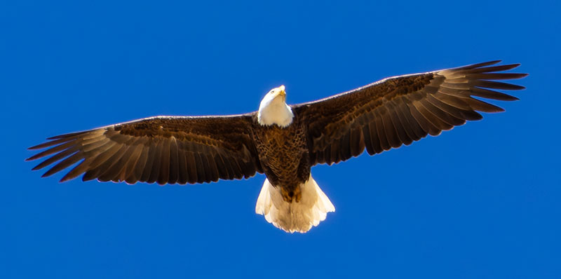 Bald Eagle Haliaeetus leucocephalus