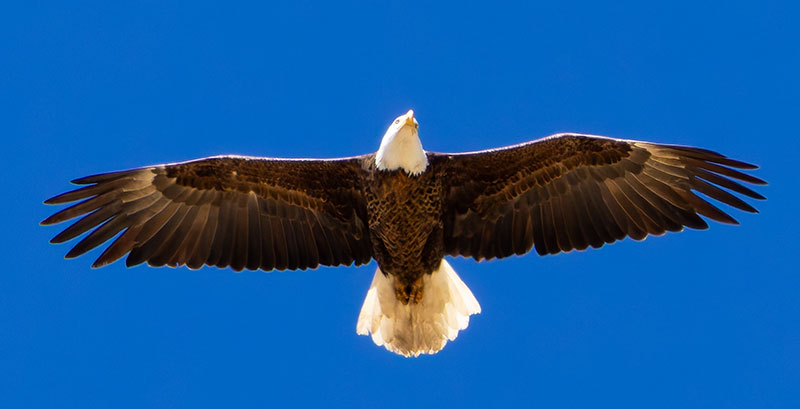 Bald Eagle Haliaeetus leucocephalus